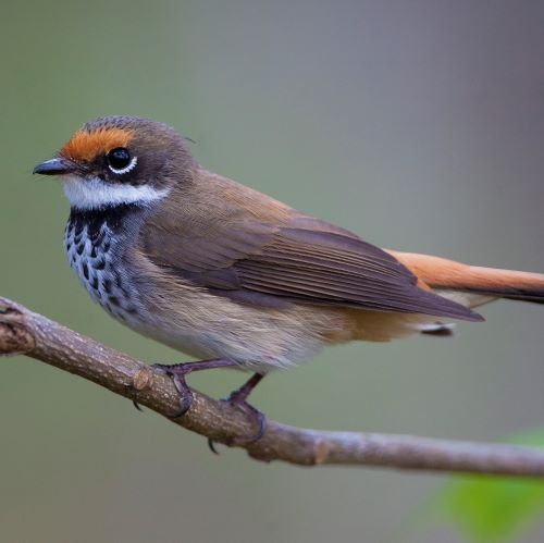 Pacific Islands Science and Conservation Program Photo
